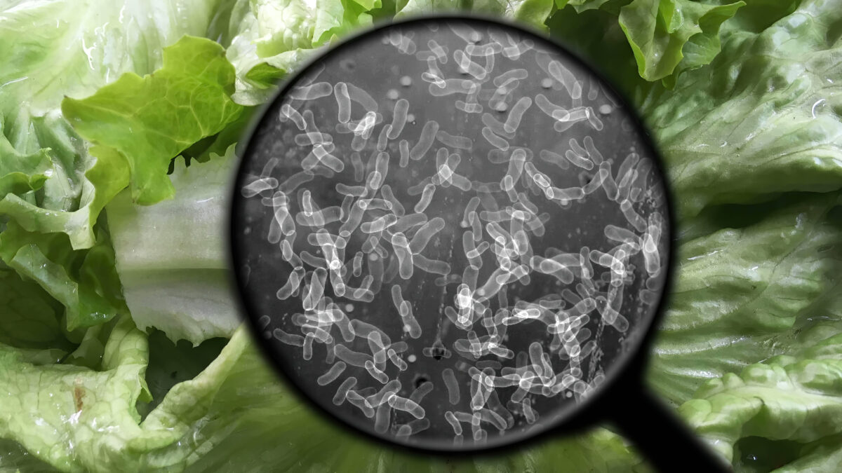 Taco Bell Lettuce Cyclospora Outbreak Raises New Questions About America’s Food Supply Chain 1 167334151 m