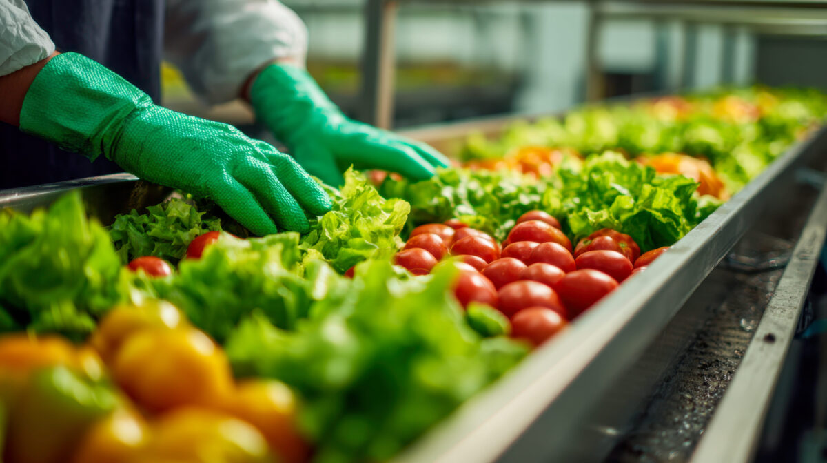 Taco Bell Lettuce Cyclospora Outbreak Raises New Questions About America’s Food Supply Chain 2 256968362 m