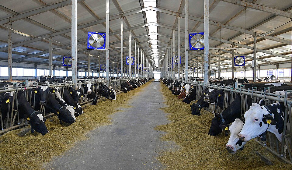 Trump Targets Canada’s Powerful Dairy Supply Management System as New U.S.-Canada Trade Tensions Emerge. 1 Cowshed of a modern dairy farm