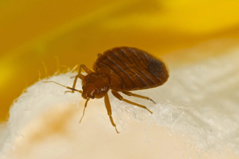 Chicago Tops America’s Bed Bug List for the 6th Straight Year