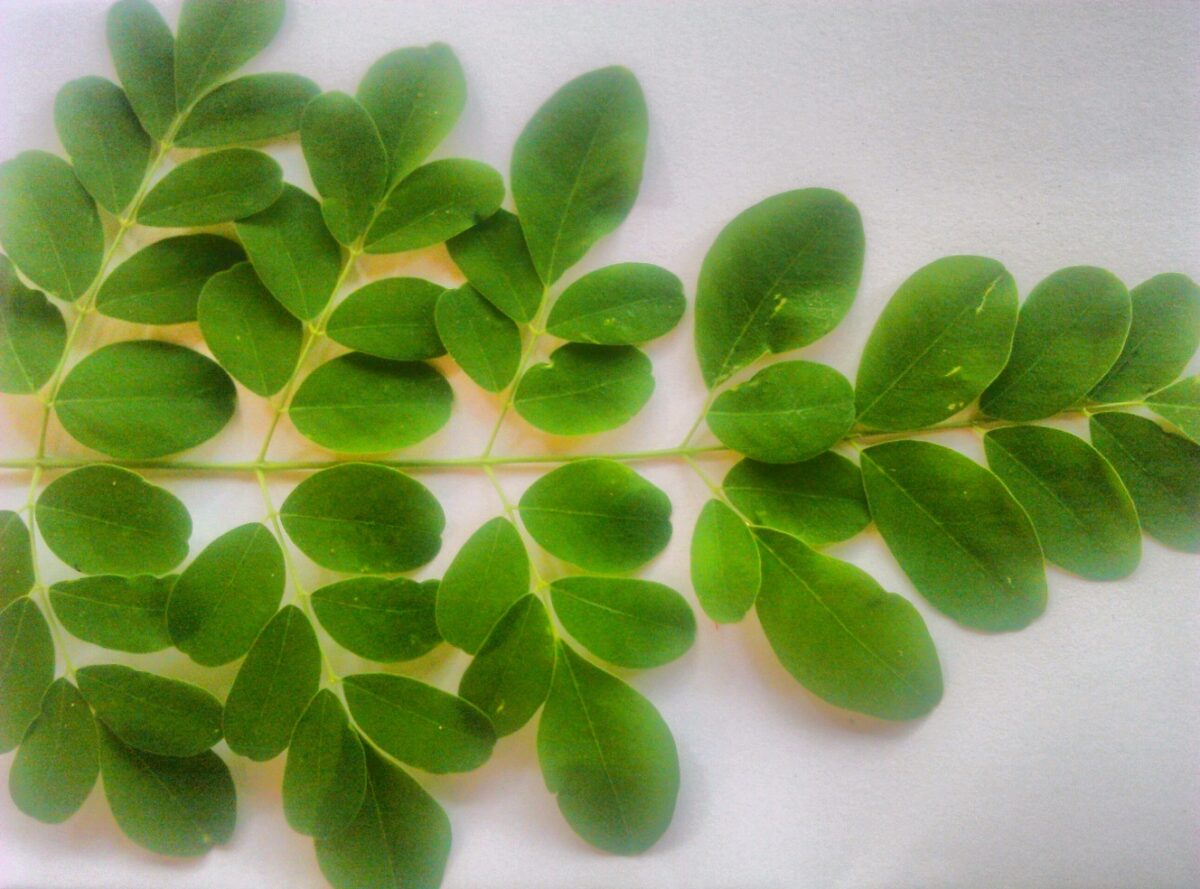 Moringa Leaf