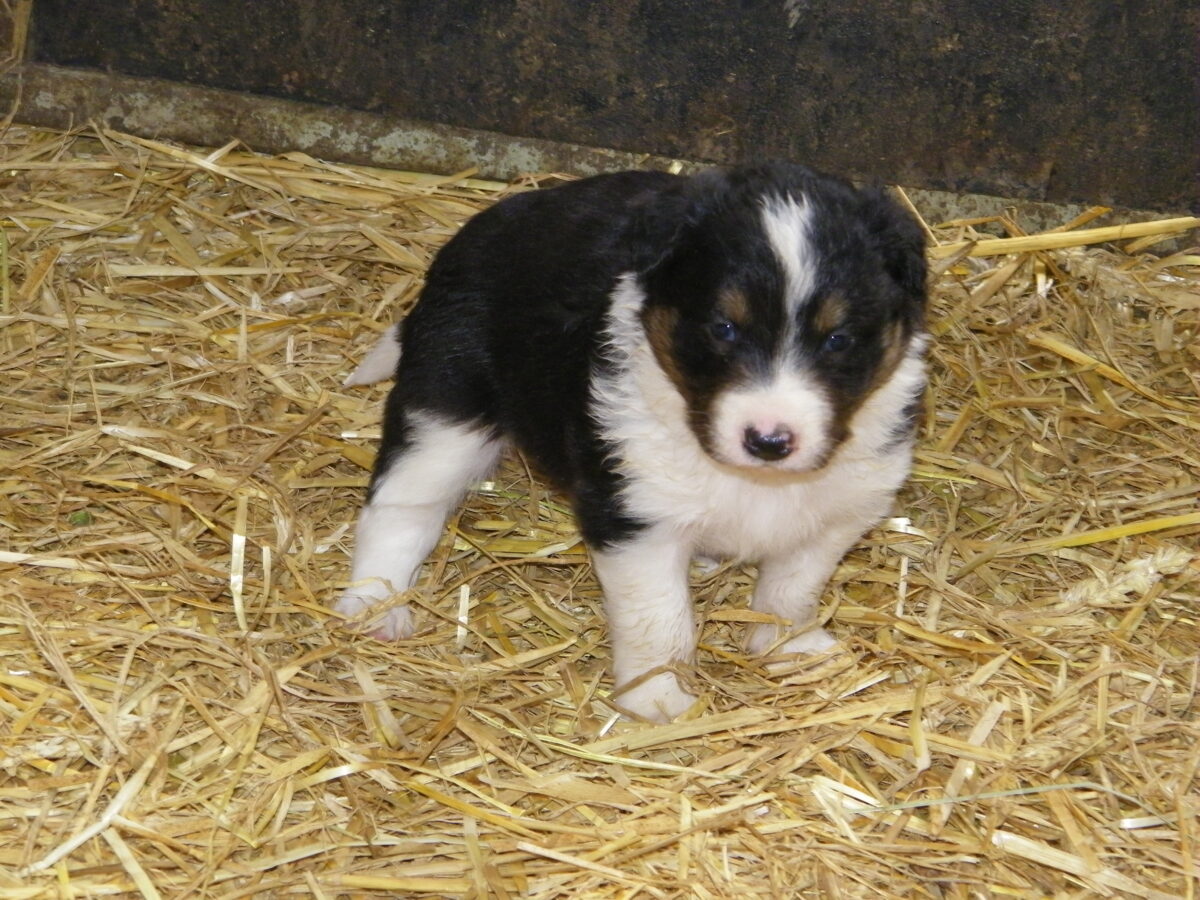 Un chiot de race Border Collie en mai 2009 2