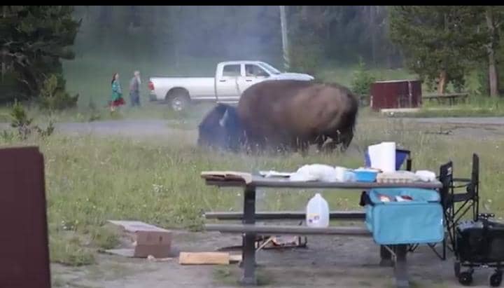 Yellowstone Bison Attack Caught on Video as Visitor Is Thrown Into the Air at Campground 2 WhatsApp Image 2026 07 14 at 7.45.51 AM