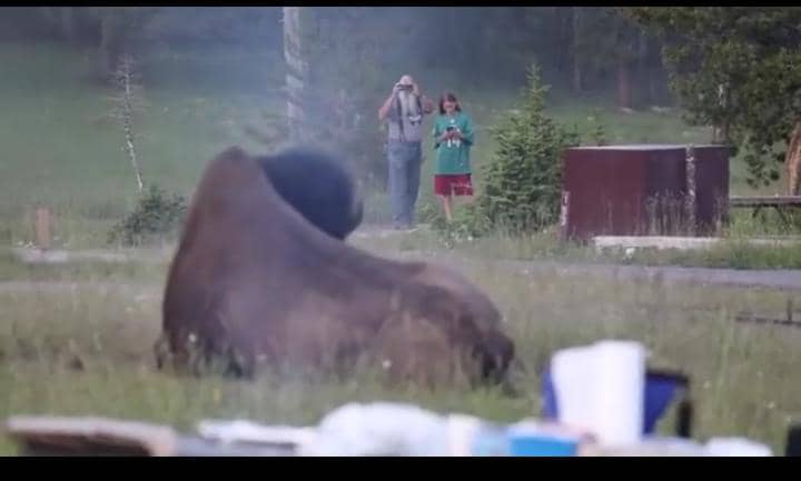 Yellowstone Bison Attack Caught on Video as Visitor Is Thrown Into the Air at Campground