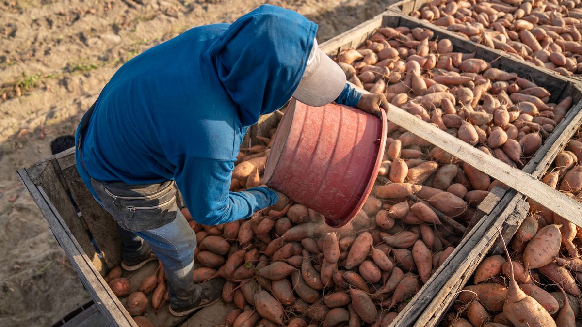 A farmer in a field pours sweet potatoes from a bucket into a large container on a sunny day.