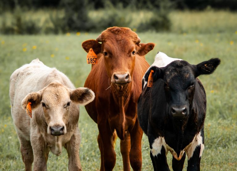 America Turns to Genetically Modified Flies in a New Battle Against a Dangerous Livestock Threat