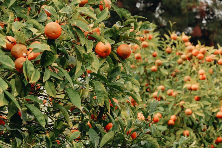 8 Fruits You Cannot Grow in Certain States in the U.S. and Why They Are Restricted