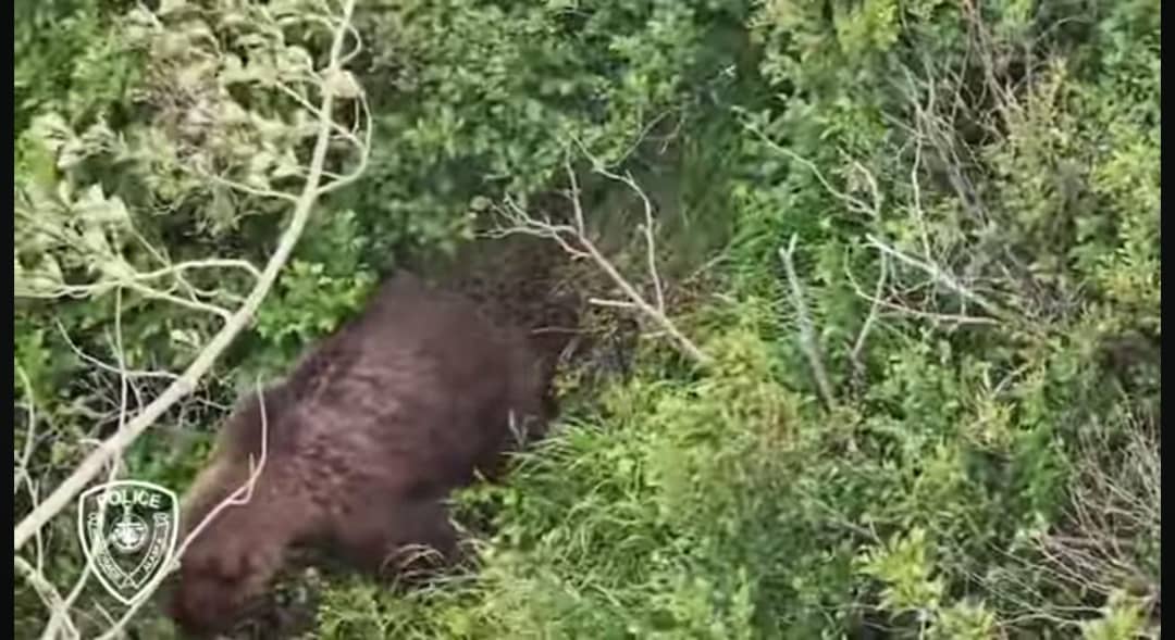 Alaska Hiker Attacked by Brown Bear While Walking With Friend and Dogs, Authorities Reveal What Happened 1