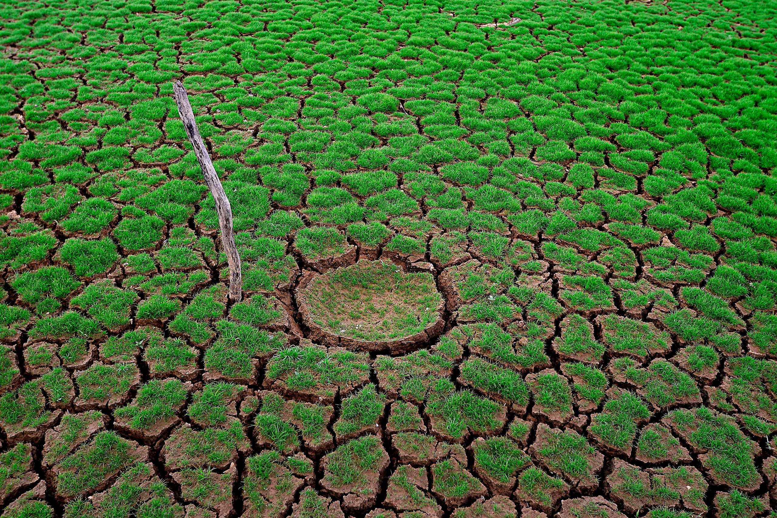 More Than 10 Million Thames Water Customers Told to Put Down the Hose as Leak Anger Boils Over 1 Cracked dry earth with patchy green growth, illustrating drought impact.