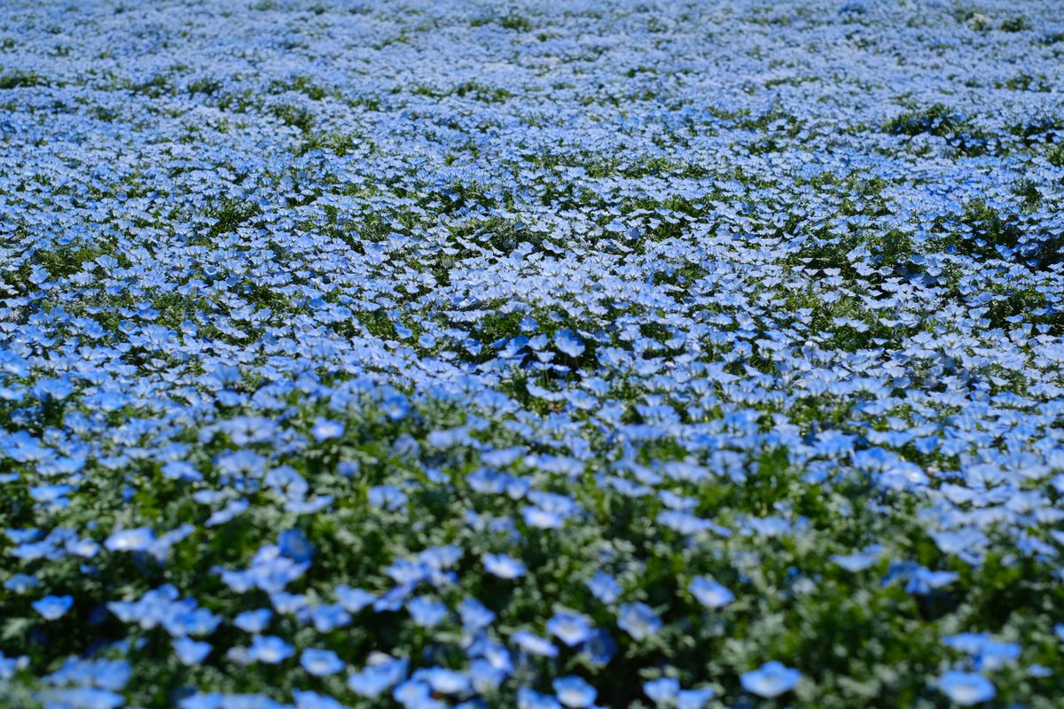 An expansive field of blooming blue Nemophila flowers capturing spring's beauty outdoors.