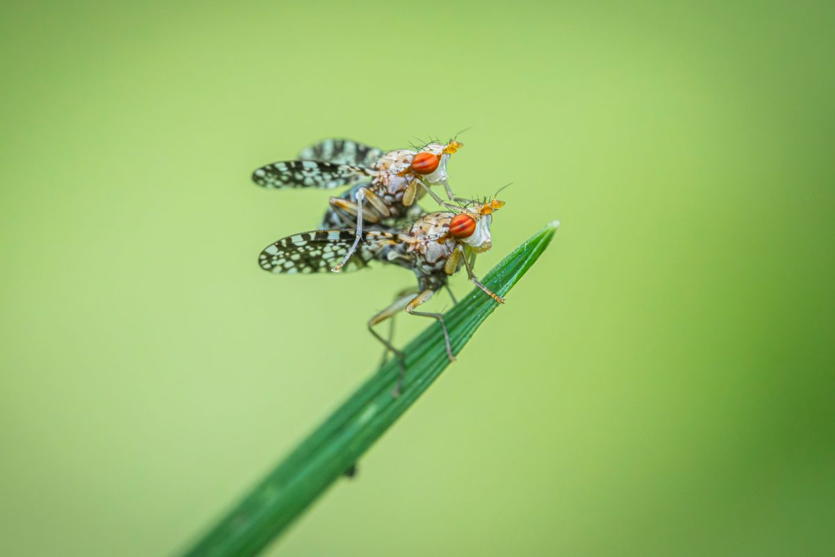 Macro shot of two Campiglossa flies on a leaf with a green background.