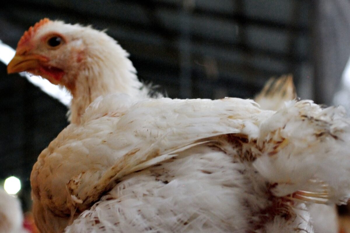 close-up-of-chicken-in-ecuadorian-farm
