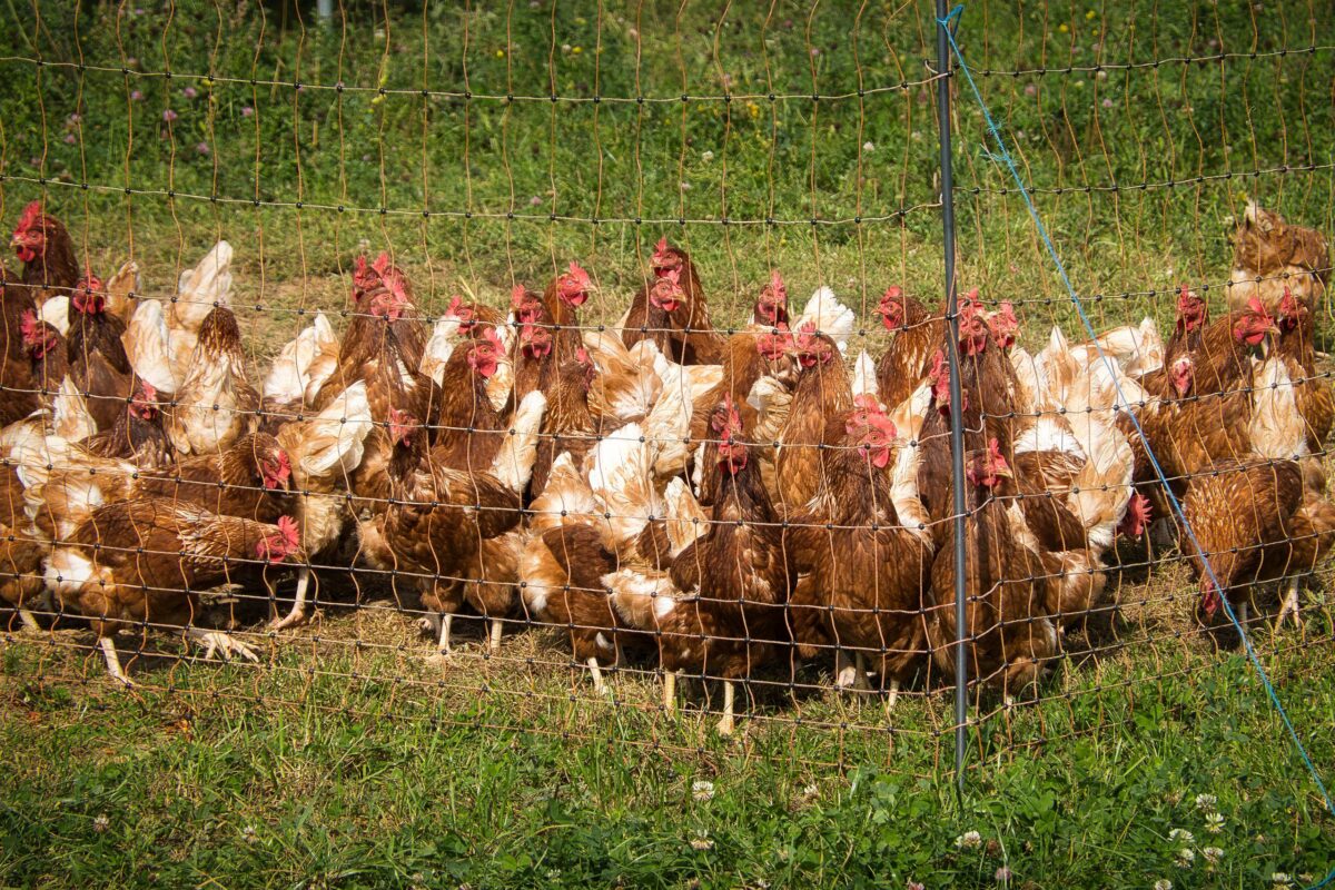 free-range-chickens-in-sunlit-farmyard-pen