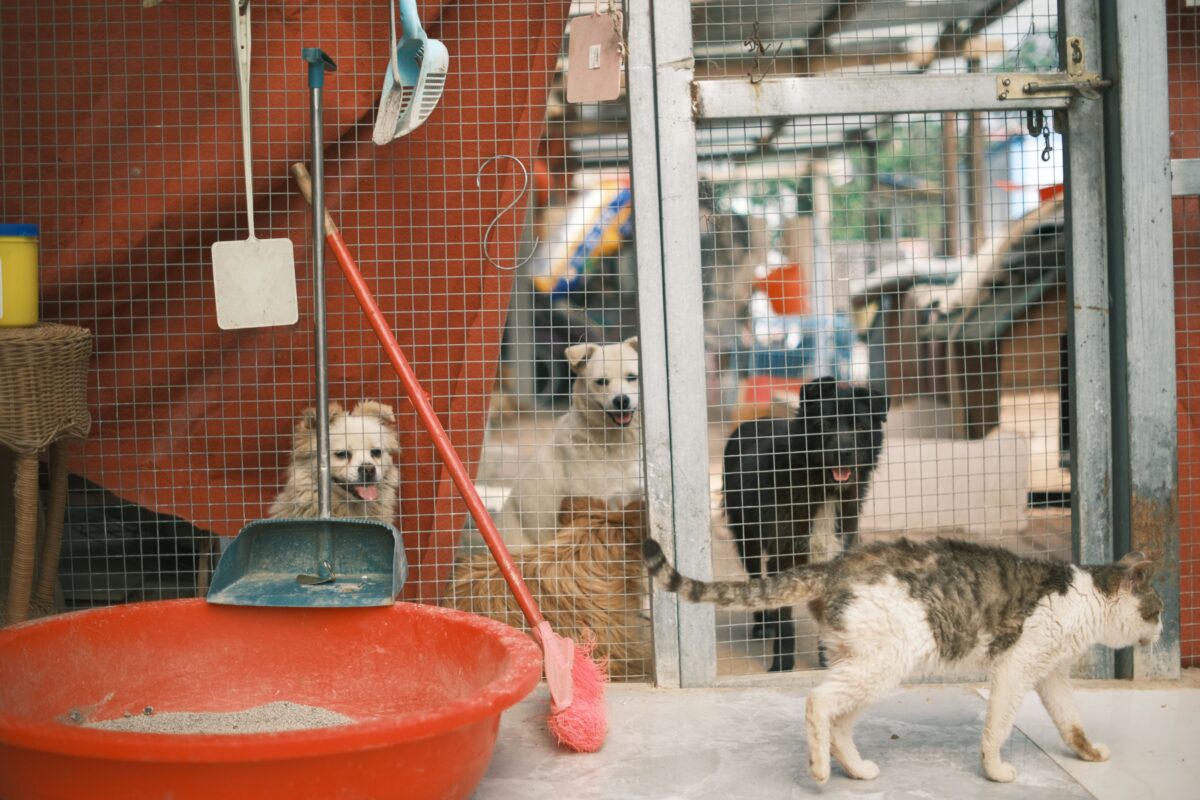 Texas Animal Hoarding Nightmare Uncovered After Authorities Find 70 Dead Cats, Two People Arrested 2 pexels sims1217 16465615