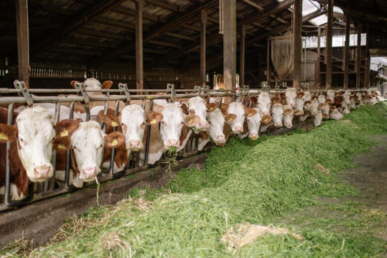 Trump Targets Canada’s Powerful Dairy Supply Management System as New U.S.-Canada Trade Tensions Emerge.