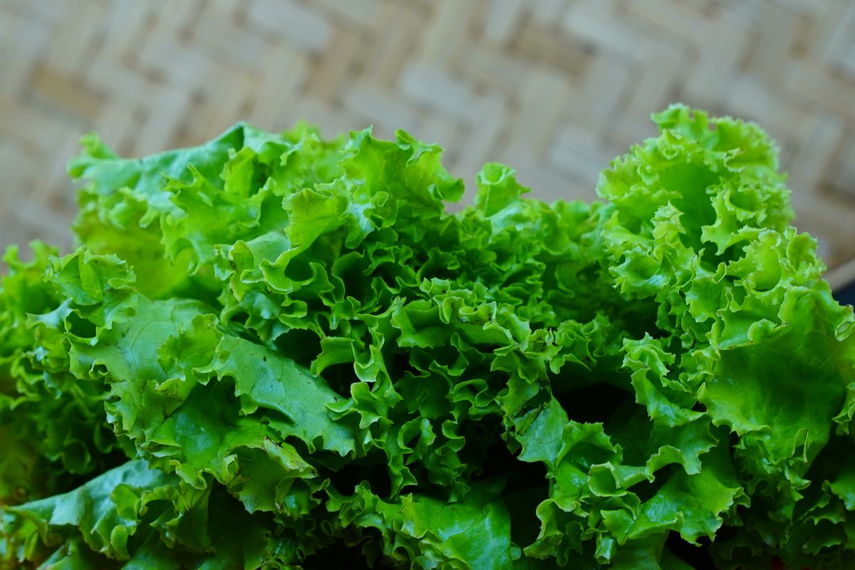 Lettuce Recall Sparks National Food Safety Debate After Cyclospora Outbreak Sickens More Than 1,600 People 1 Vibrant fresh green lettuce leaves in a close-up shot with woven basket background.