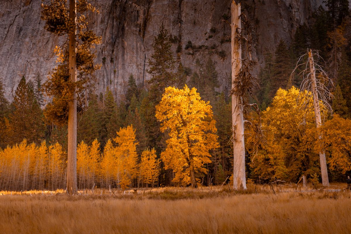 Vibrant golden autumn trees highlighted against a rocky backdrop in Yosemite National Park.
