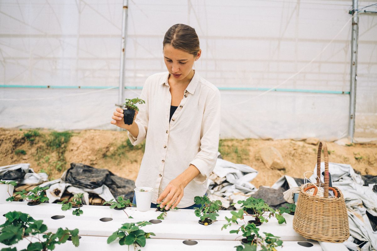 Woman working in a greenhouse tending to hydroponic plants with focus and care.