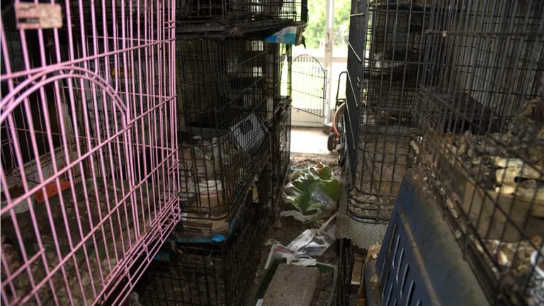 Florida Mail Carrier Accused of Trapping over 100 Cats, Dogs Stolen From Her Route.