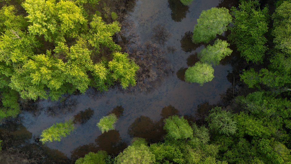 Explore the lush, green expanse of forest and wetland captured from above, showcasing nature's vibrant beauty.
