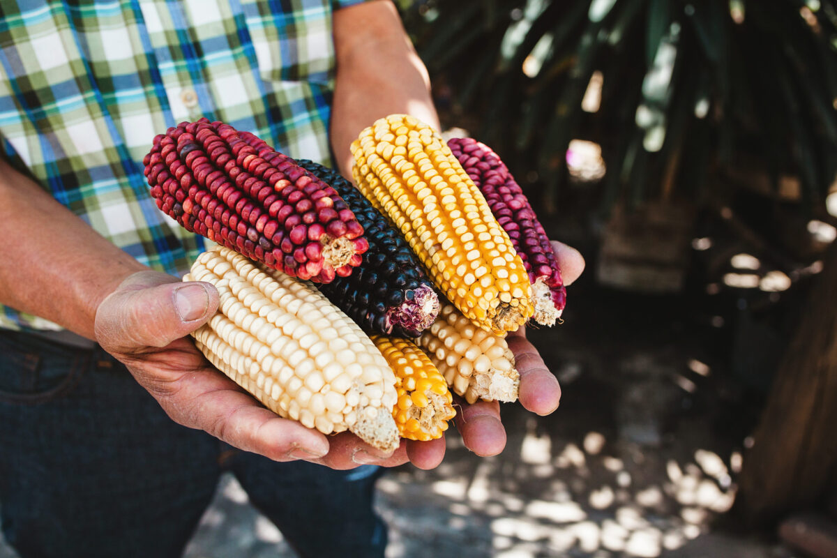 dried corn cob of different colors in mexican hands in mexico
