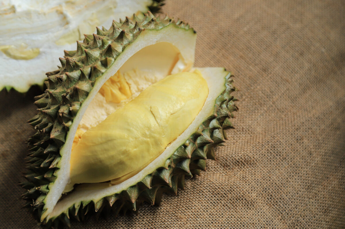 Peeling durian fruit on sack for eating refreshing from farm