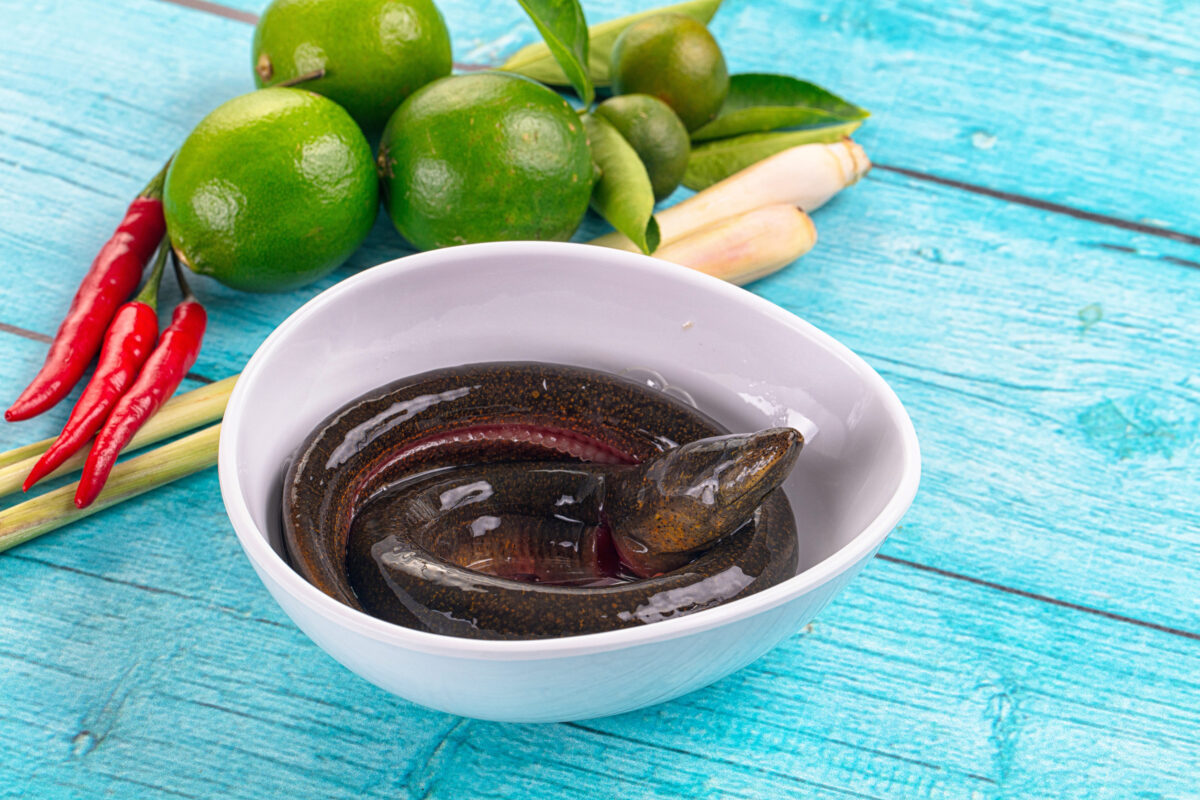 Fresh raw gourmet eel fish for cooking