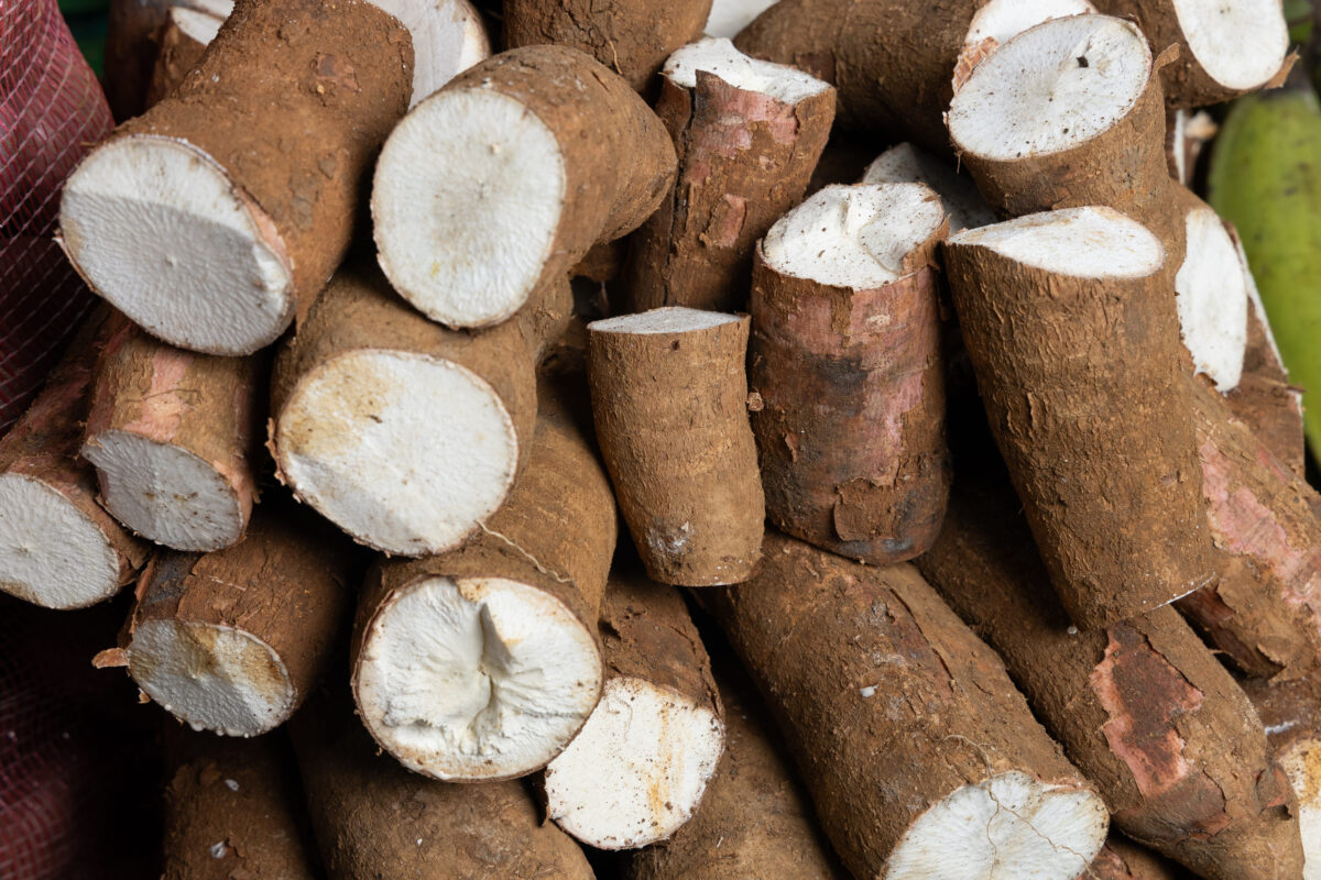 Cassava in the Colombian farmers' market square - Manihot esculenta