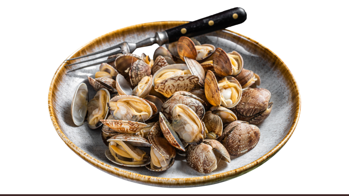 Steamed cooked shells Clams vongole in a plate