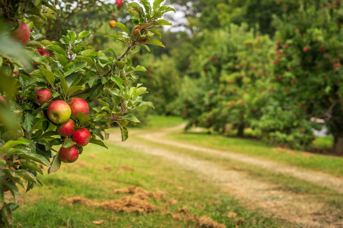 Apple-Picking Robots Use AI To Spot And Harvest Perfect Fruit 1 A picturesque orchard with ripe apples on tree branches along a dirt path.