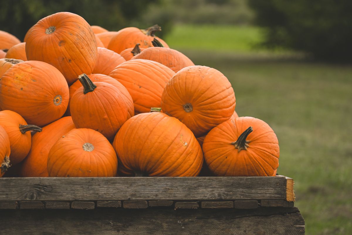 A pile of vibrant orange pumpkins in a wooden crate, set outdoors on a fall day.