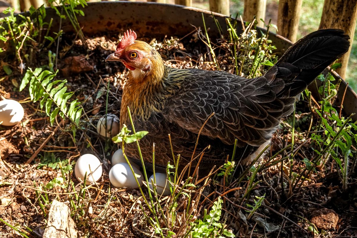 Close-up of a hen sitting in a nest surrounded by eggs and foliage outdoors.