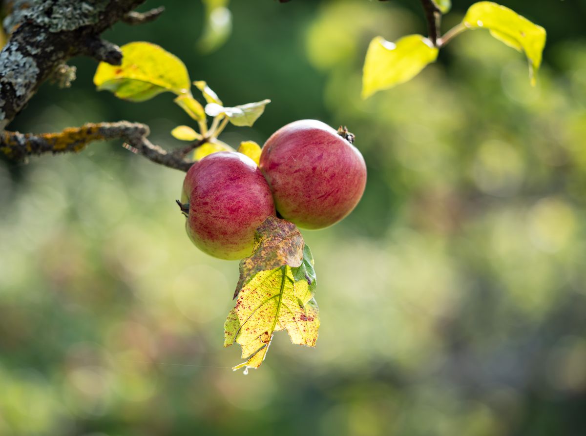 Close-up of ripe red apples on a branch in a sunny orchard, showcasing natural growth and autumn colors.