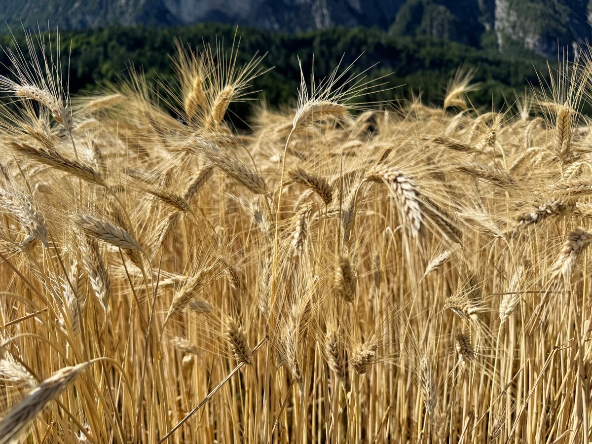 6 The Ancient Foods Making A Quiet Comeback 1 Close-up of ripe wheat against a mountain landscape on a sunny day.