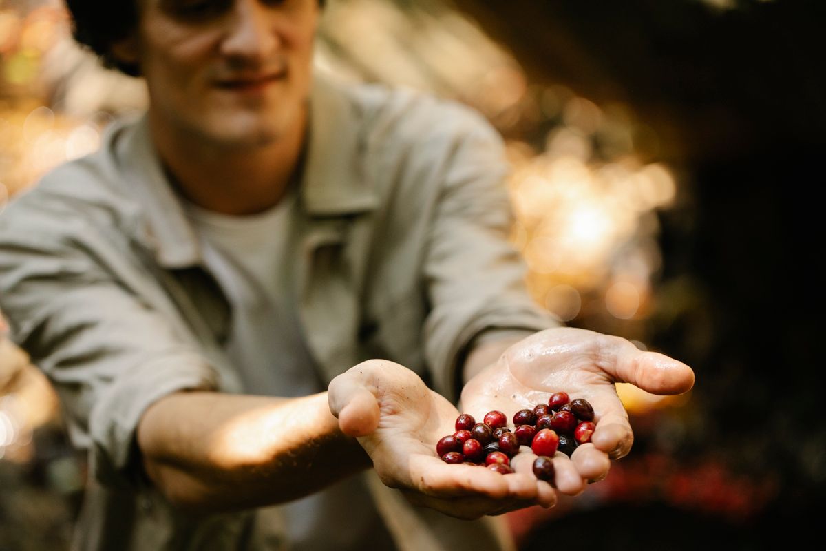 Crop adult male farmer in casual clothes showing freshly harvested red coffee berries in garden on sunny day