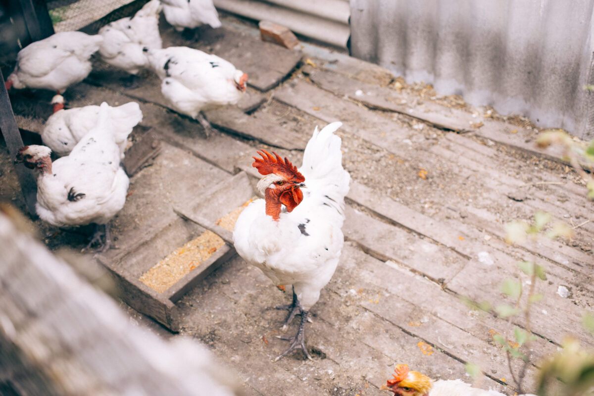 A white rooster and a white hen in a henhouse. halasana breed chickens