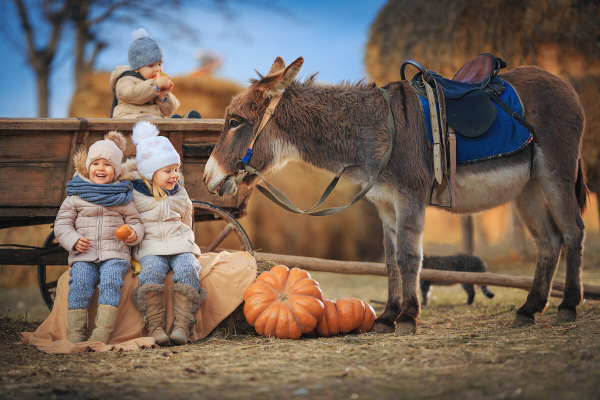 10 Things Families Used to Do With Their Pumpkins After Halloween 3 Children play in a cart with a donkey in the village . Kids have fun on the farm. Girls and boy in warm clothes, hats, coats, scarves with a burro.
