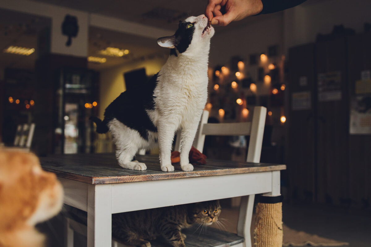 8 Best Cat Cafes Across the U.S. That Every Cat Lover Should Visit 1 161143015 m