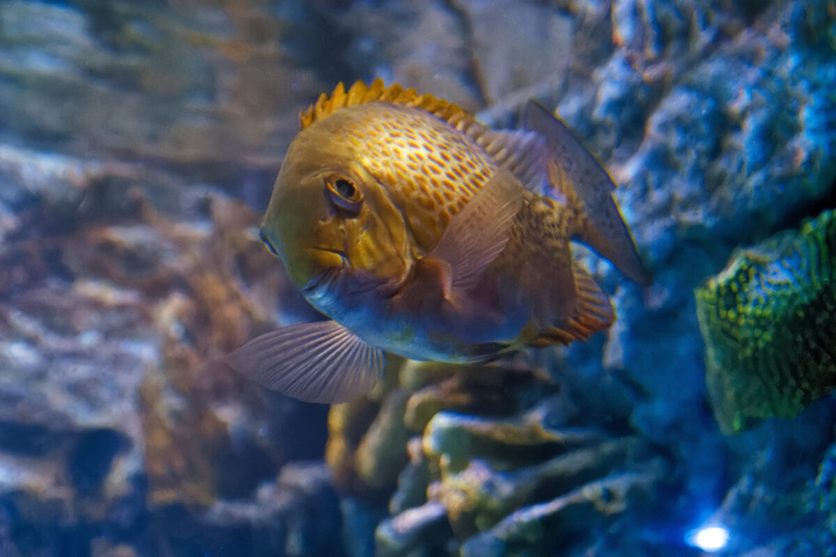 Siganus guttatus ocean animal saltwater fish swimming in water close up