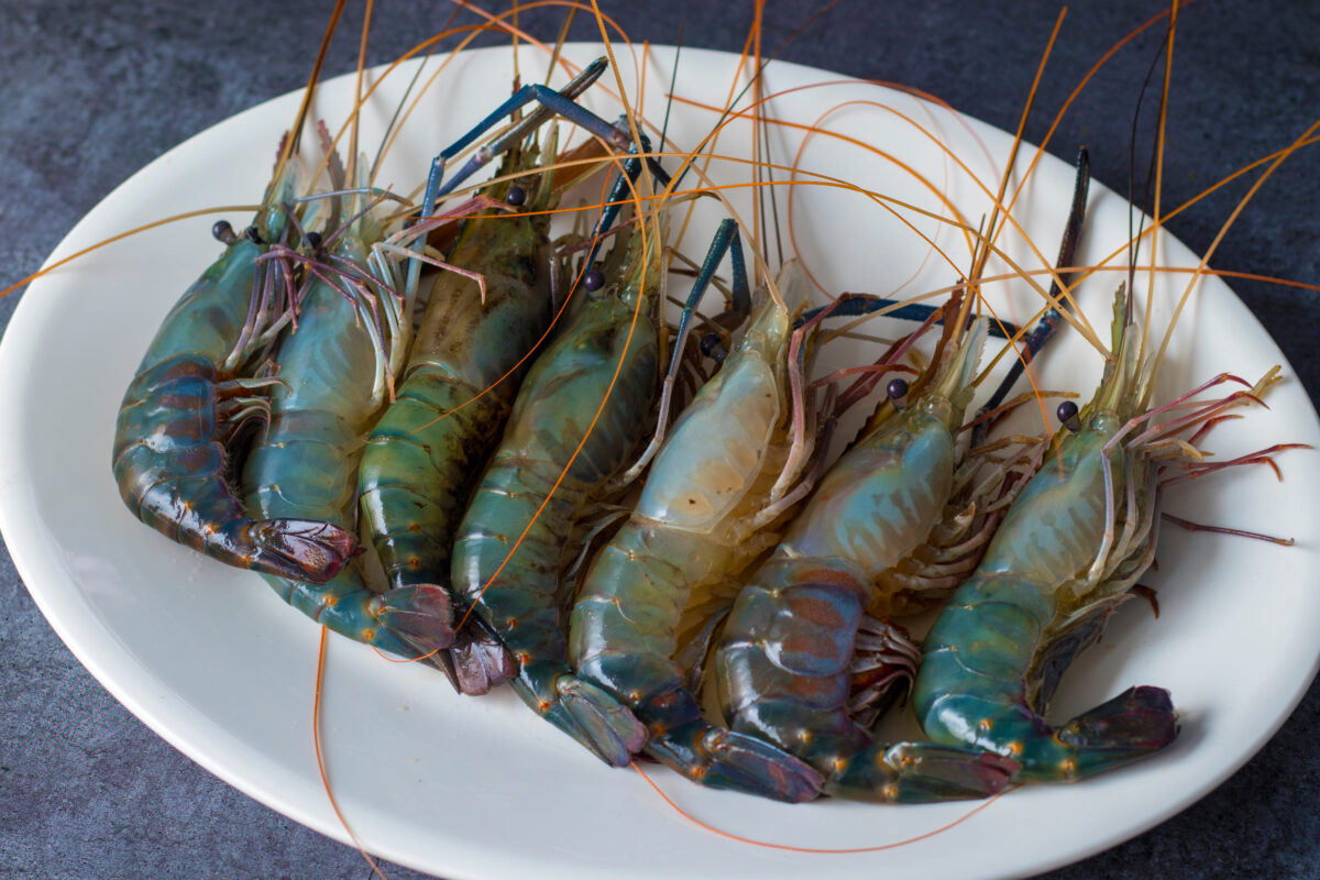 Fresh river prawns on a white plate on a gray background