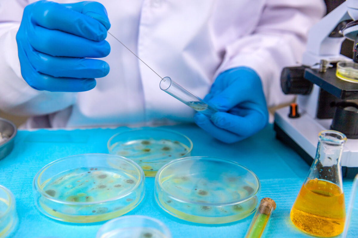 Research in the laboratory Petri dishes. Selective focus.