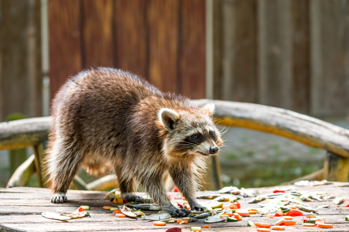 Raccoon eating food in the zoo. Selective focus.