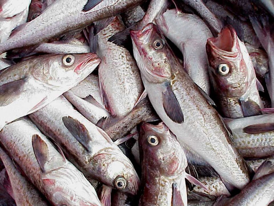 McDonald’s Filet-O-Fish Supply Chain Faces Backlash as Alaska’s Salmon Crisis Deepens 1 Alaska pollock 2