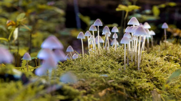 8 Foods It Can Be Illegal to Forage on Public Land Without a Permit