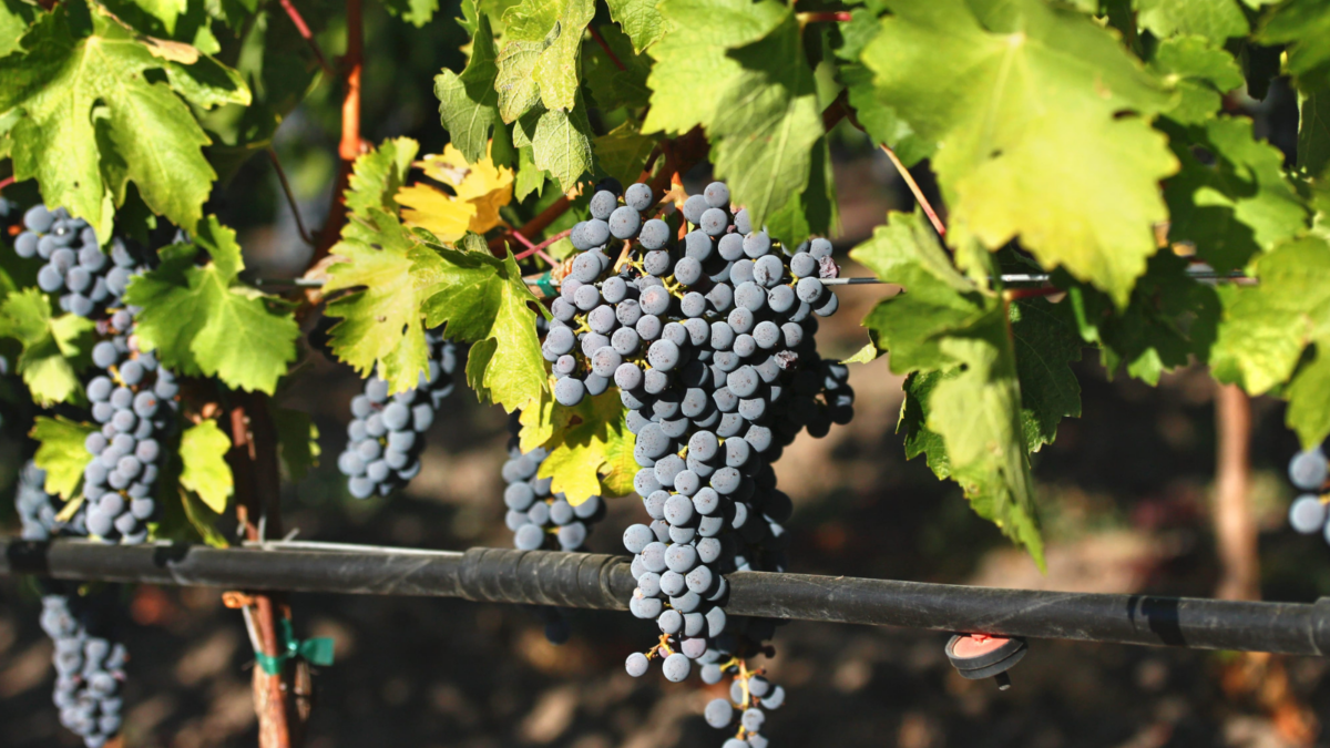 A vibrant cluster of ripe grapes hangs delicately among lush green leaves in a sunlit vineyard, embodying the essence of a bountiful harvest season. Image Credit: ziss/ 123RF