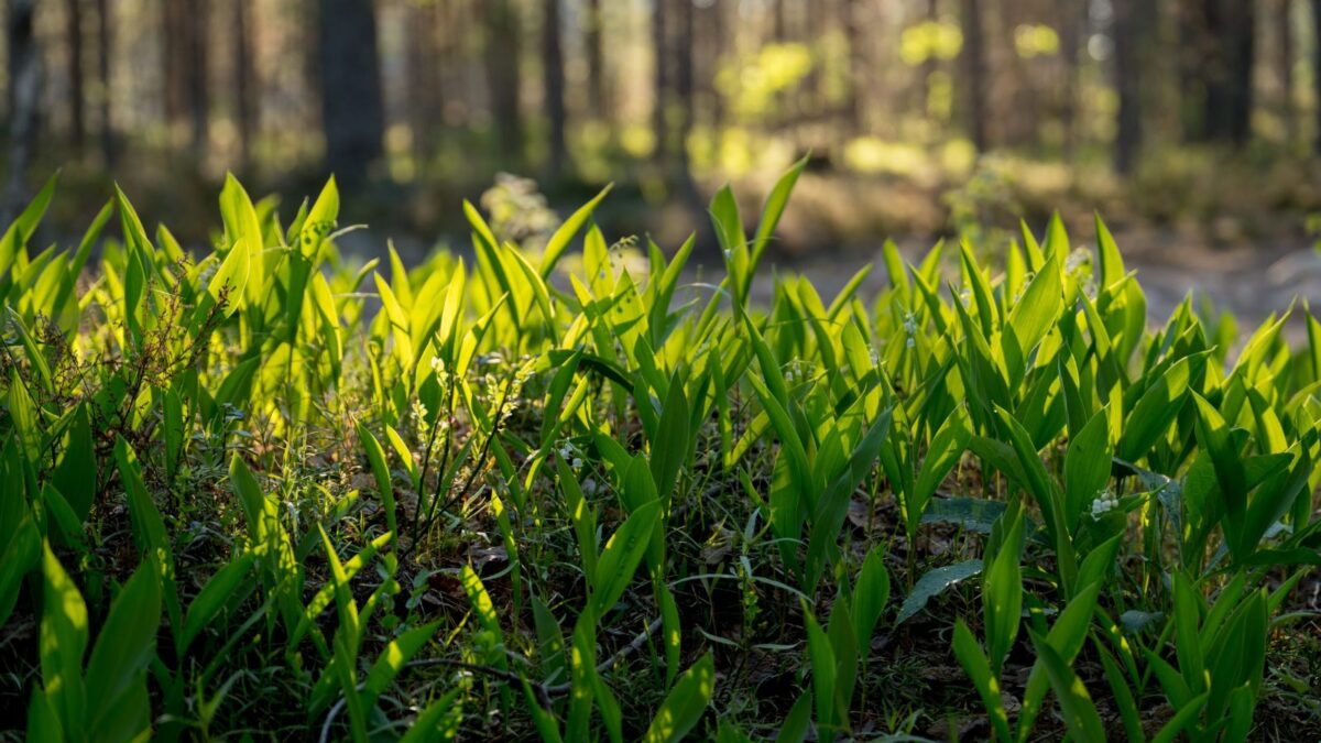 Wild LeeksRamps