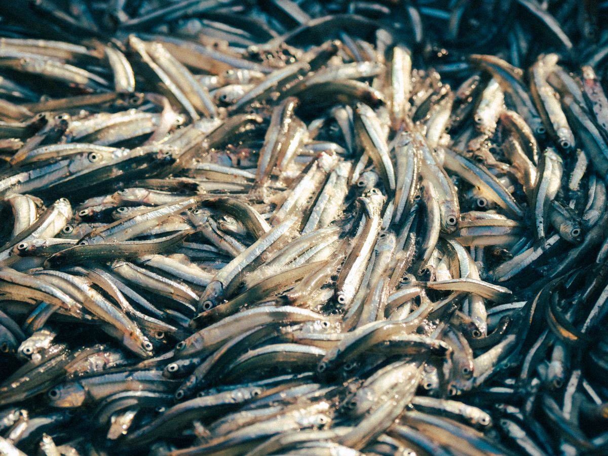 A pile of freshly caught anchovies reflecting sunlight at Quy Nhơn fish market.
