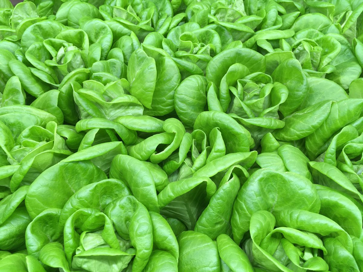 A vibrant close-up of fresh green lettuce leaves, showcasing their lush texture and abundance.