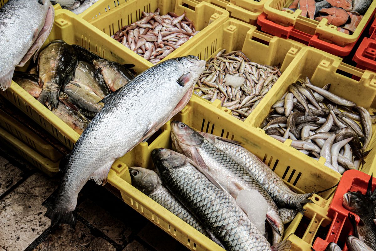 An array of fresh seafood including fish in colorful crates at a market in Israel.