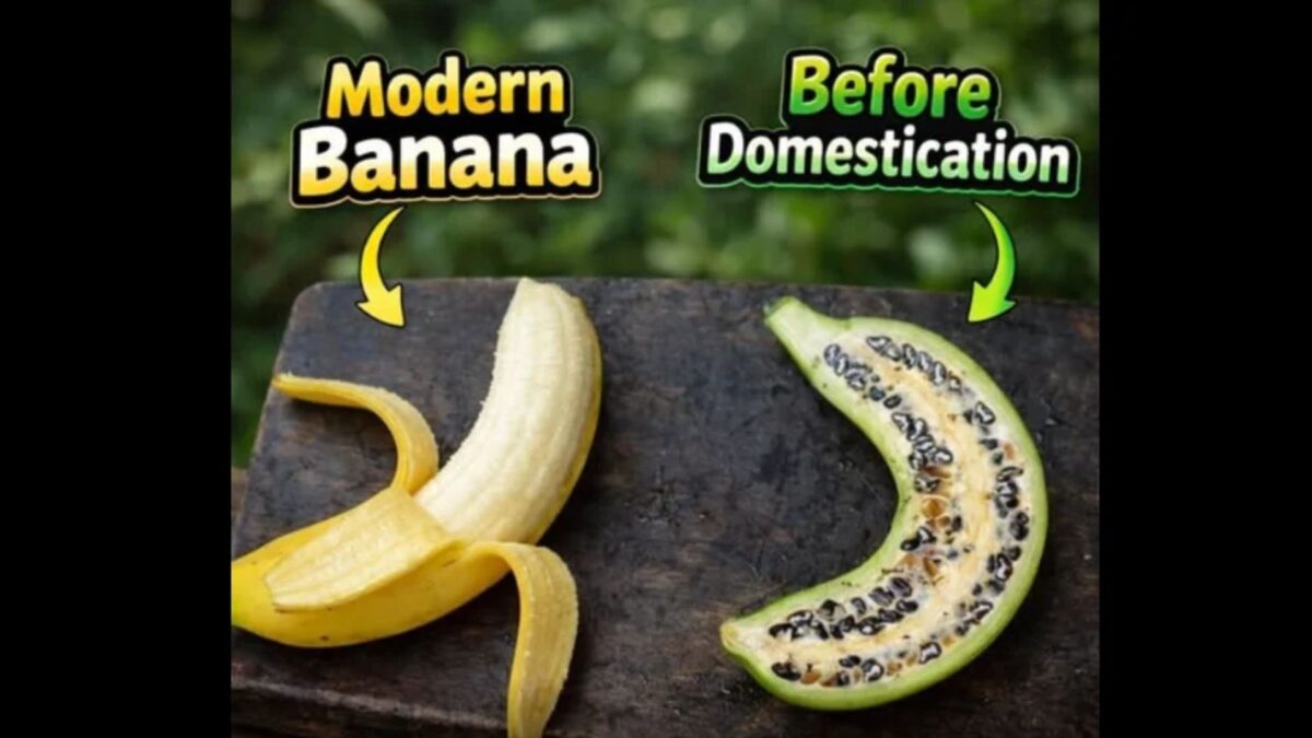 banan